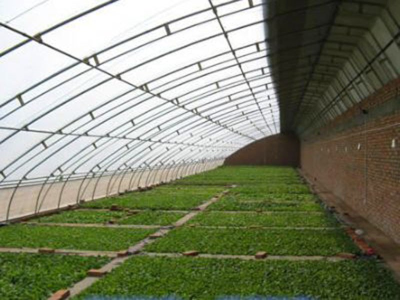 大棚菠菜栽培注意事項